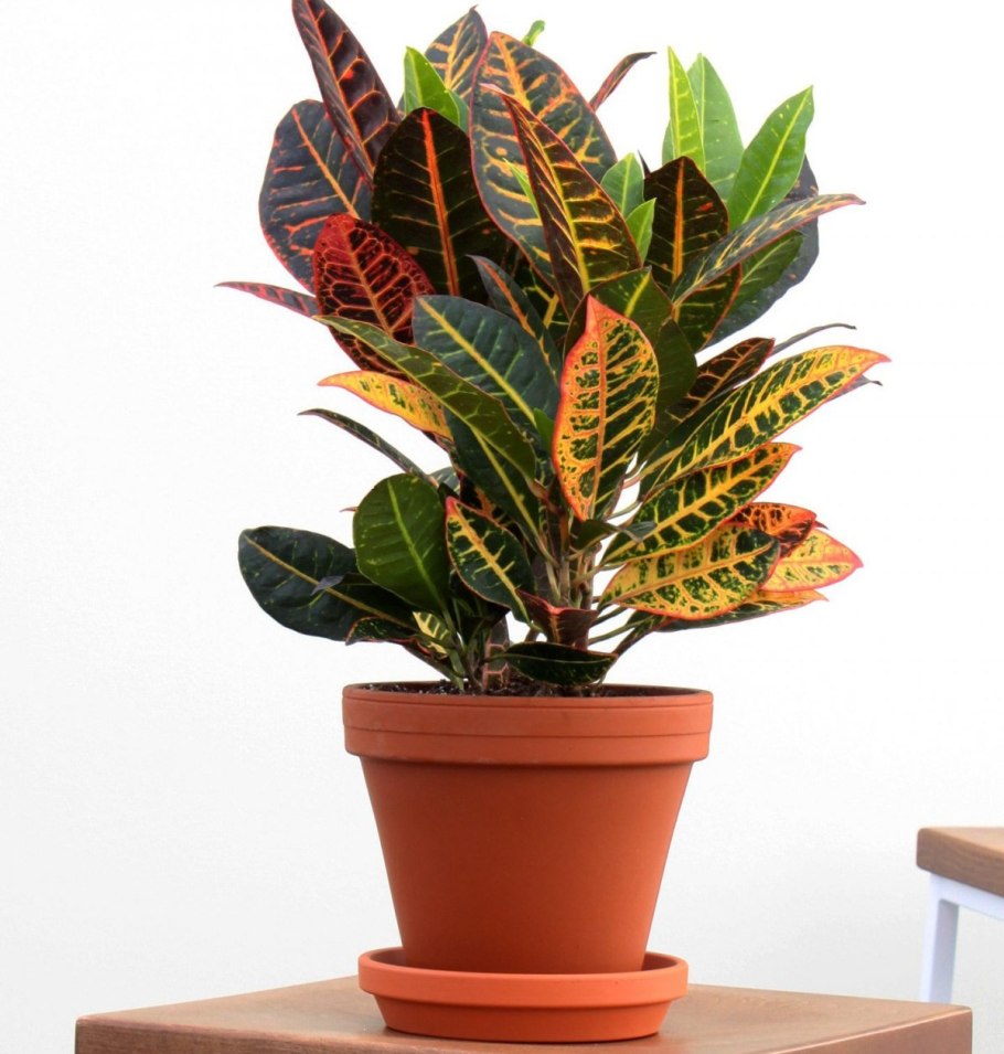 Кротон Кодиеум растение