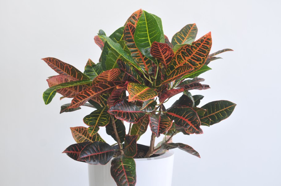 Кодиеум Кротон пестрый