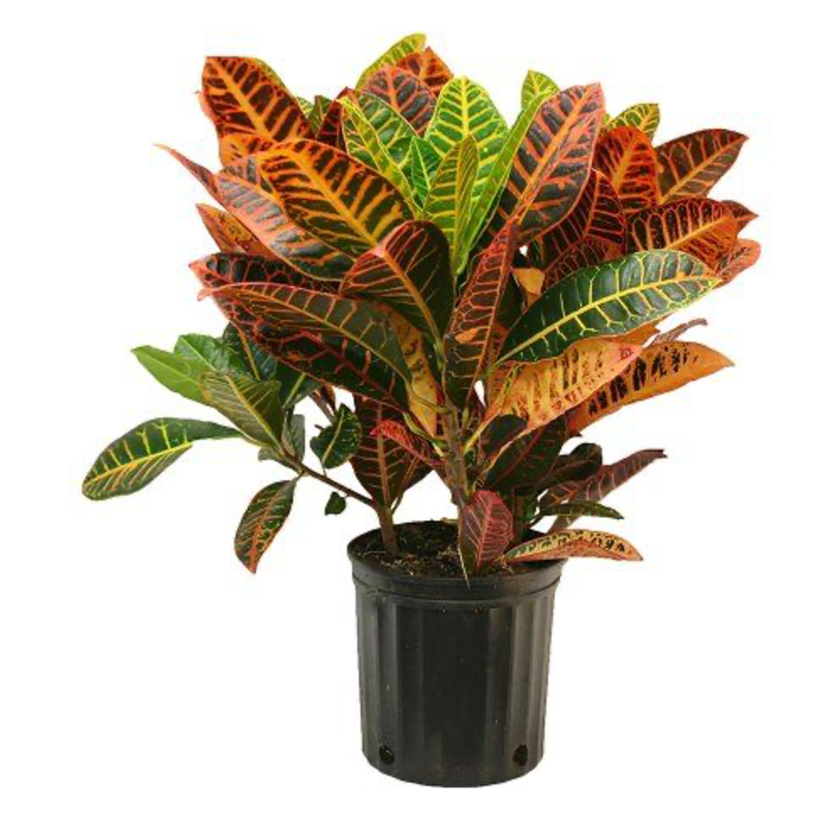 Кротон кодиеум петра