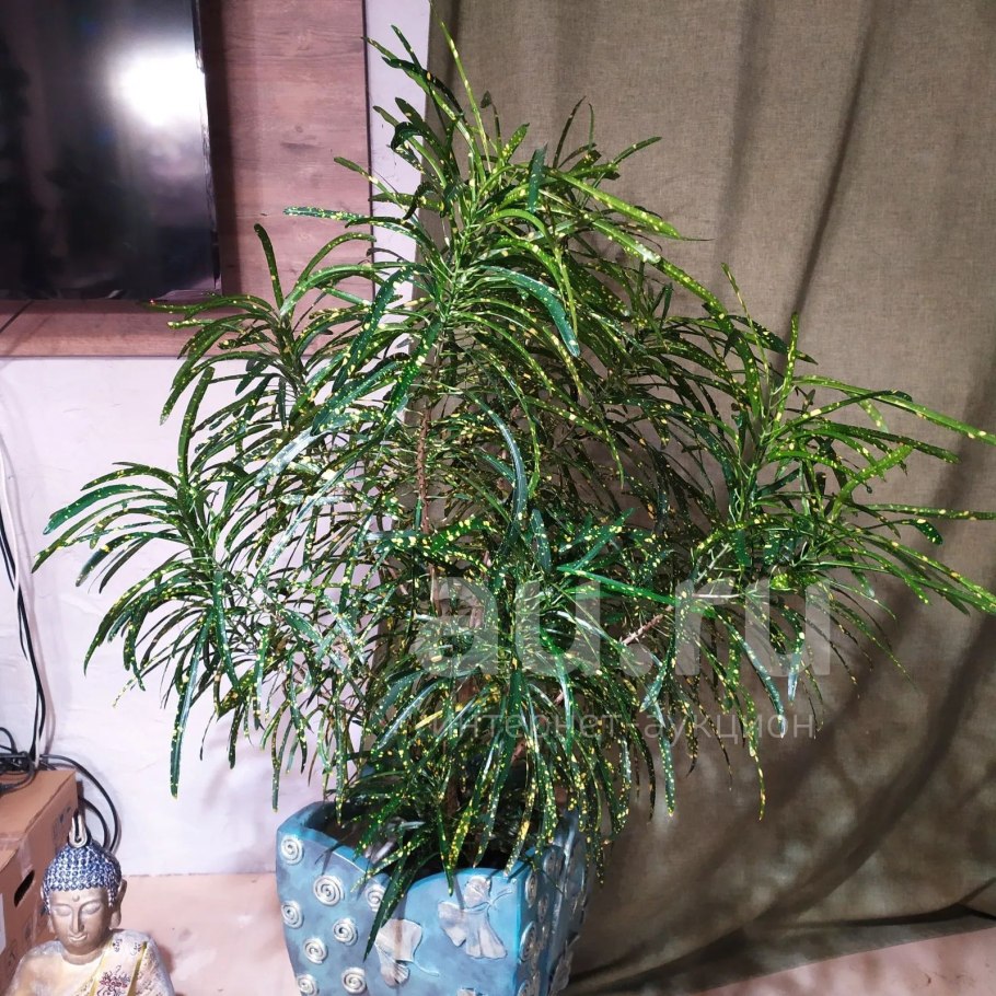 Кротон пиктум узколистный