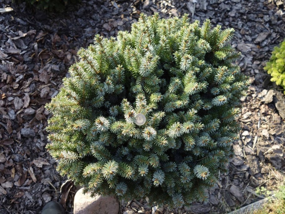 Ива цельнолистная Hakuro Nishiki