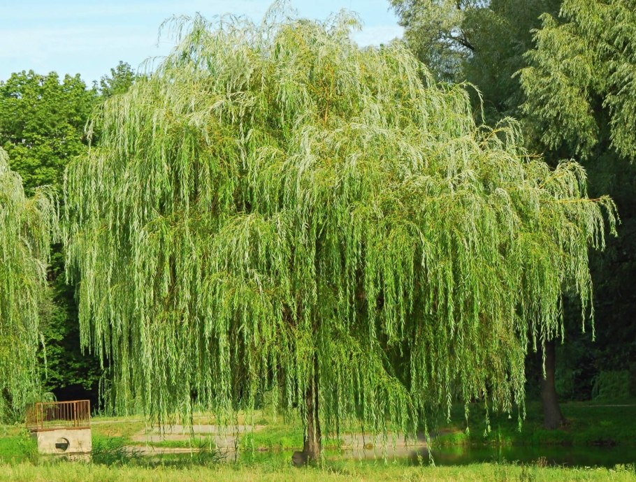 Weeping willow tree