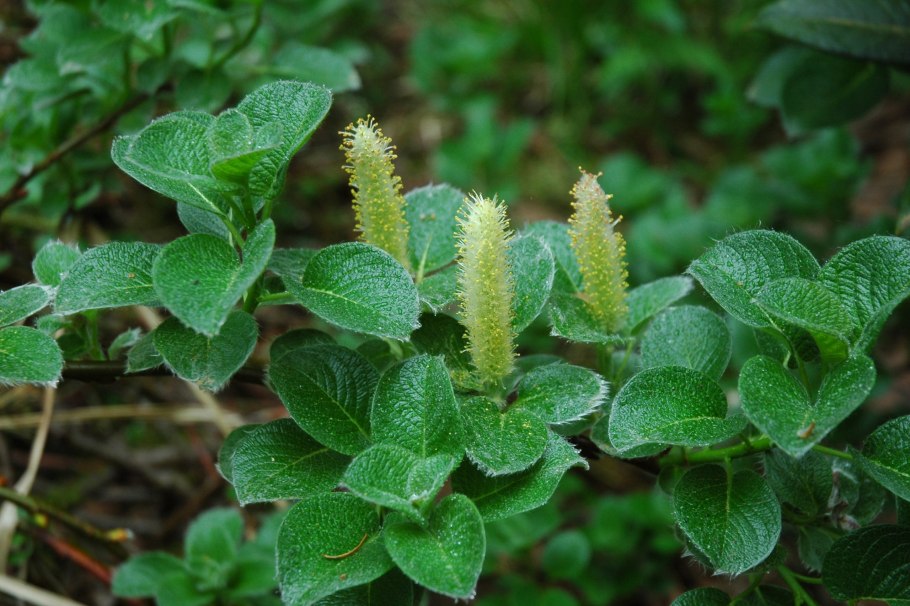 Ива курильская