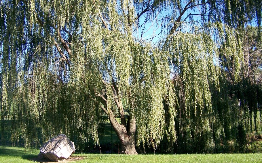 Weeping willow tree