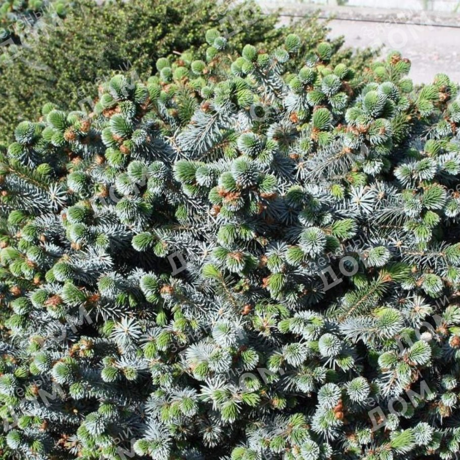 Ива филиколистная взрослое растение