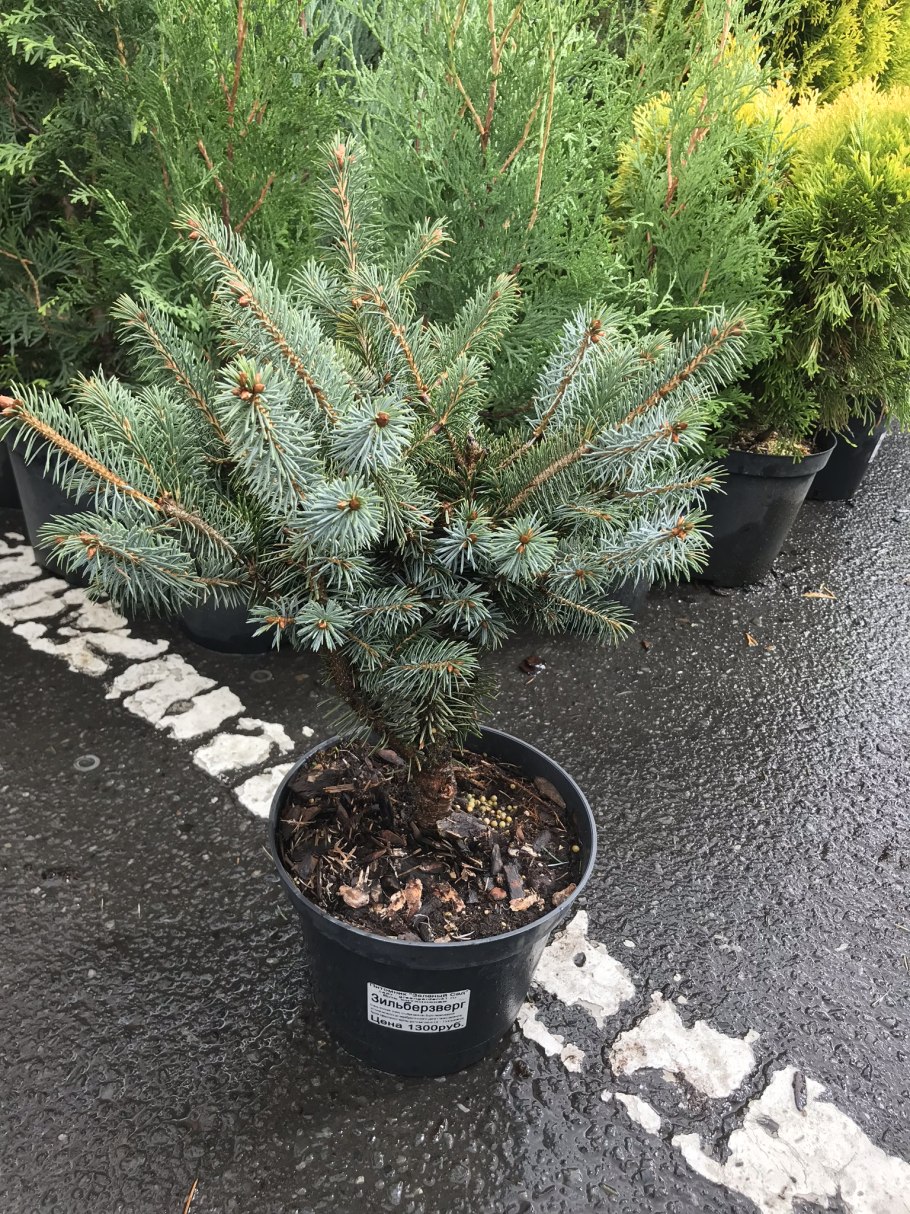 Ива Вавилонская Извилистая Тортуоза