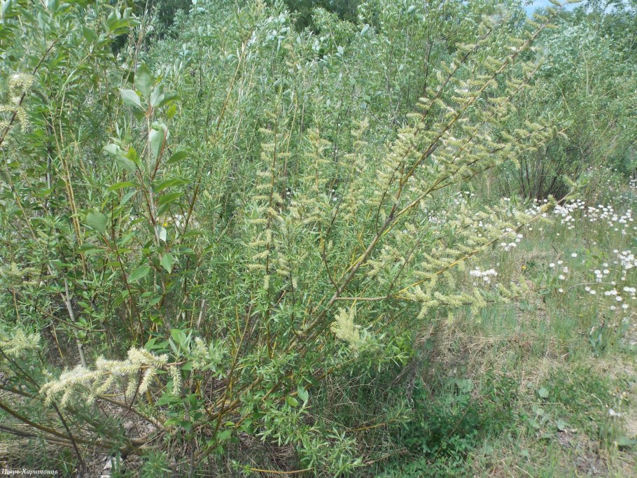 Полынь обыкновенная artemisia vulgaris