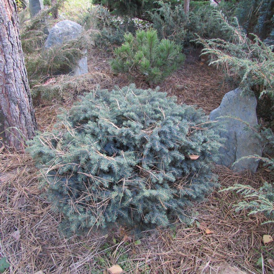 Ива пурпурная Salix purpurea Nana p12