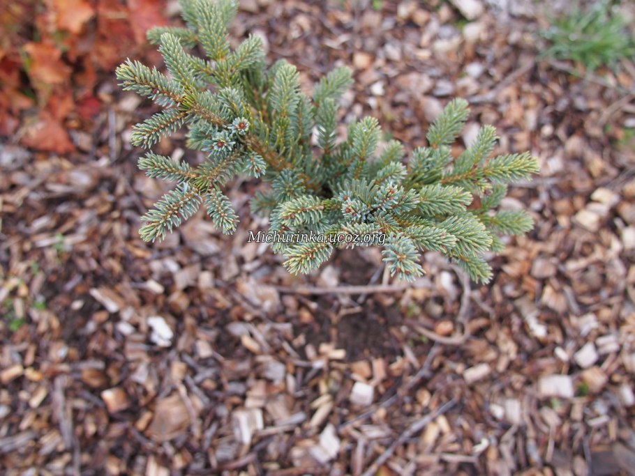 Picea pungens omega