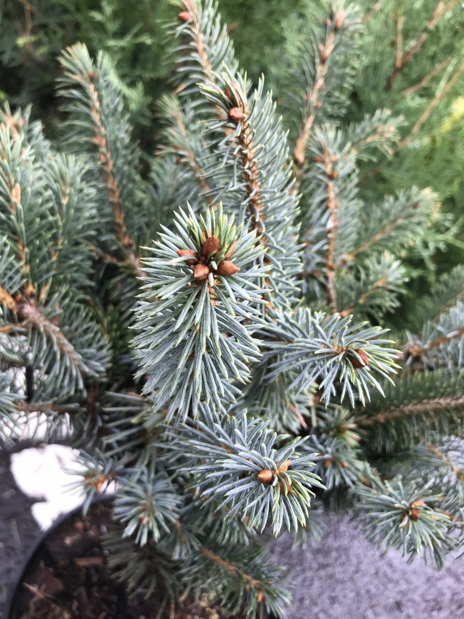 Ива лопарская