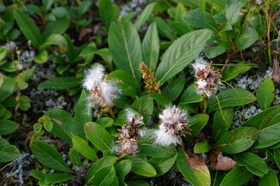Salix (ива) kurilensis