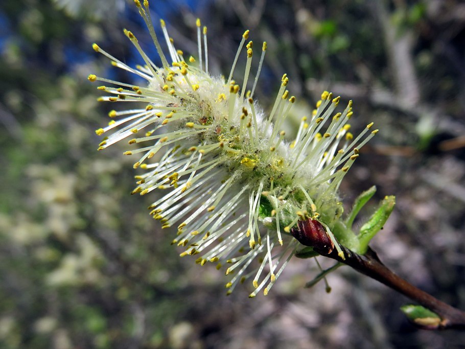 Ива волчниковая верба