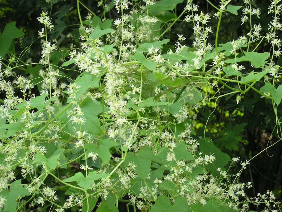 Эхиноцистис сорняк