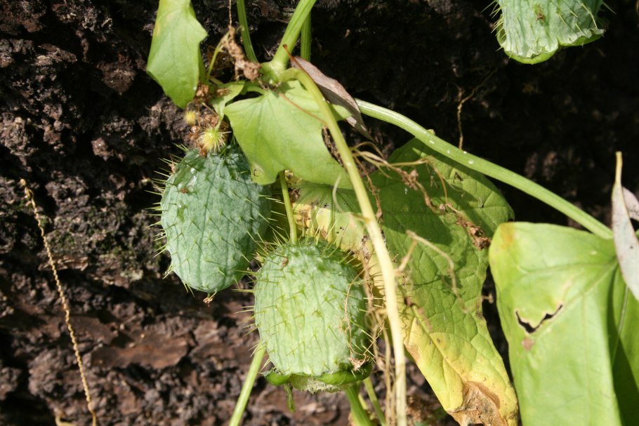 Однолетние вьющиеся цветы эхиноцистис