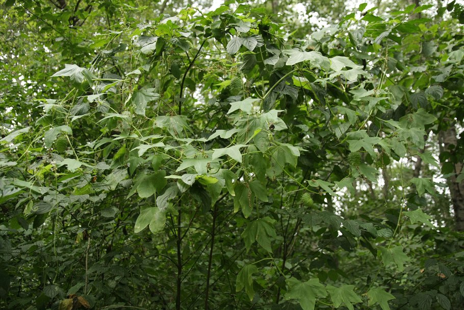 Дикий бешеный огурец