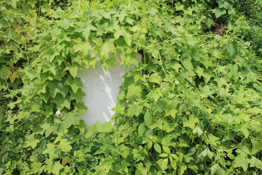 Эхиноцистис плоды