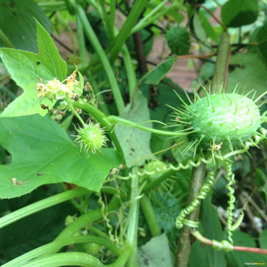 Эхиноцистис лопастный (колючеплодник)