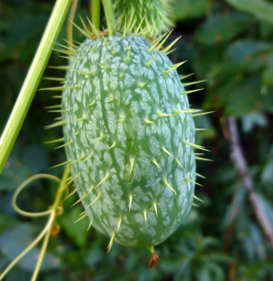 Эхиноцистис бешеный огурец