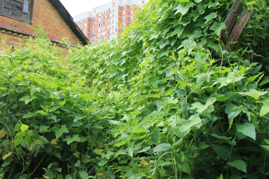 Мелотрия малютка