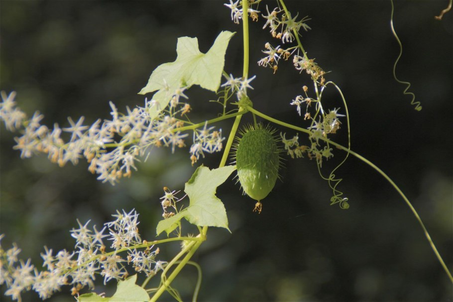 Эхиноцистис (дикий огурец)