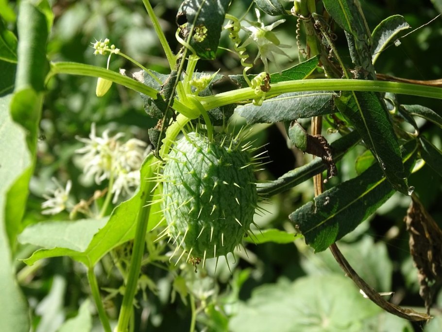 Эхиноцистис, колючеплодник