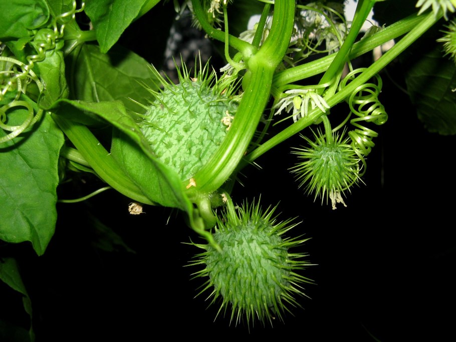Эхиноцистис (дикий огурец)