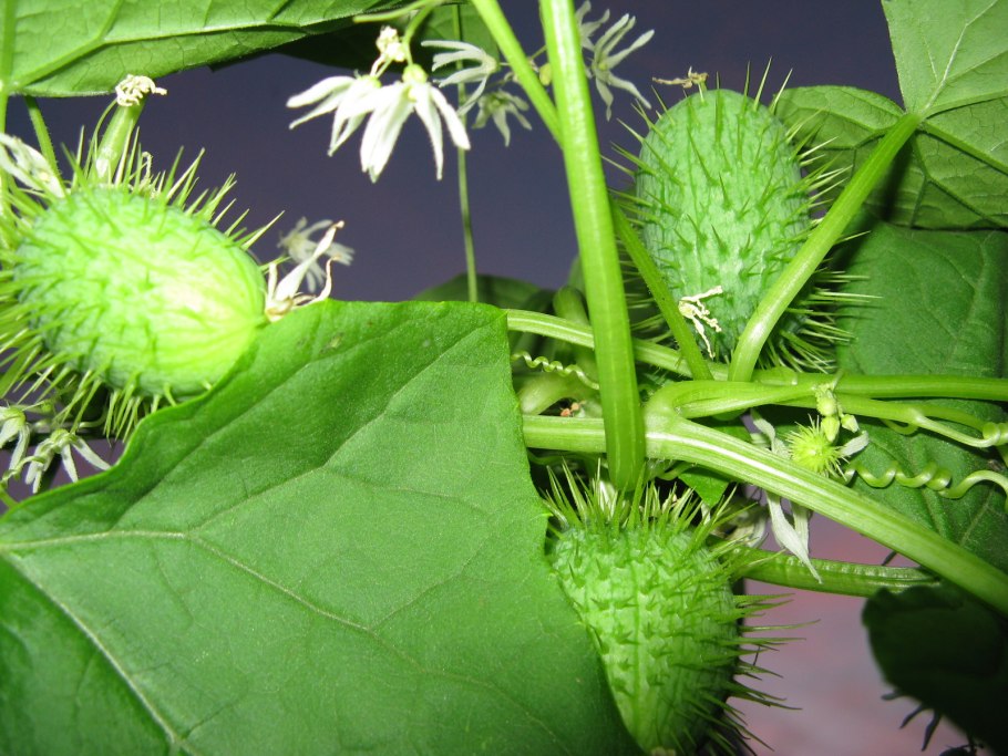 Эхиноцистис бешеный огурец