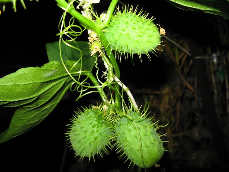 Эхиноцистис (дикий огурец)