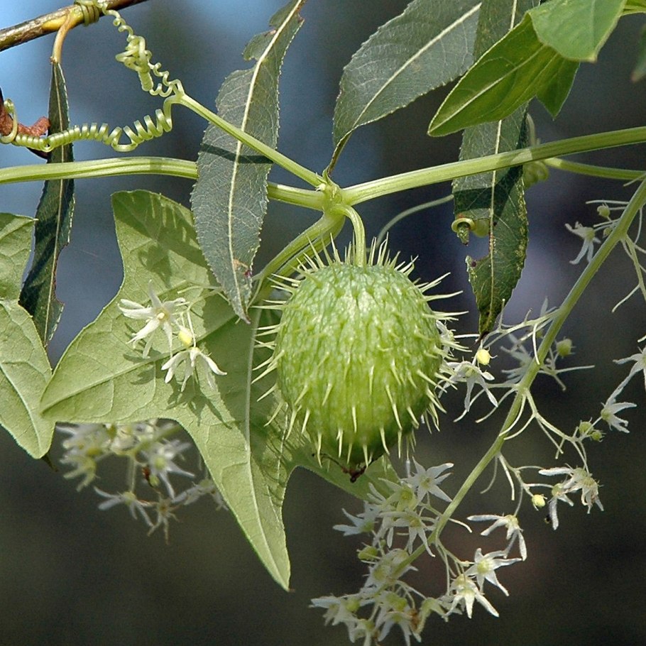 Эхиноцистис (дикий огурец)