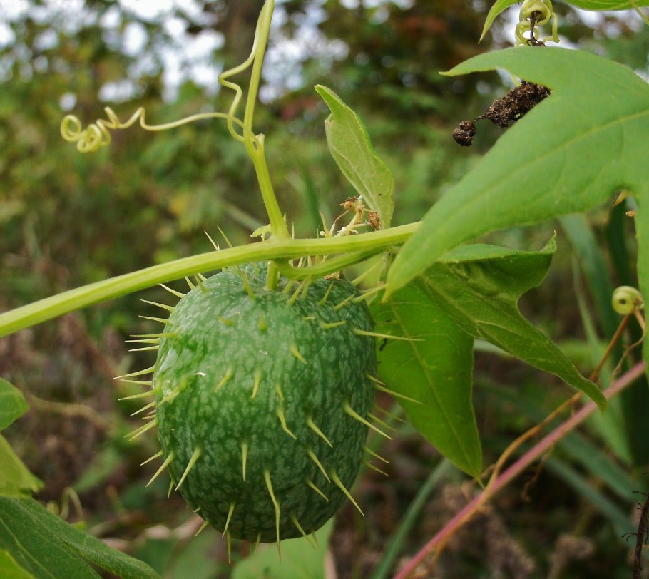 Вьюнок дикий огурец эхиноцистис