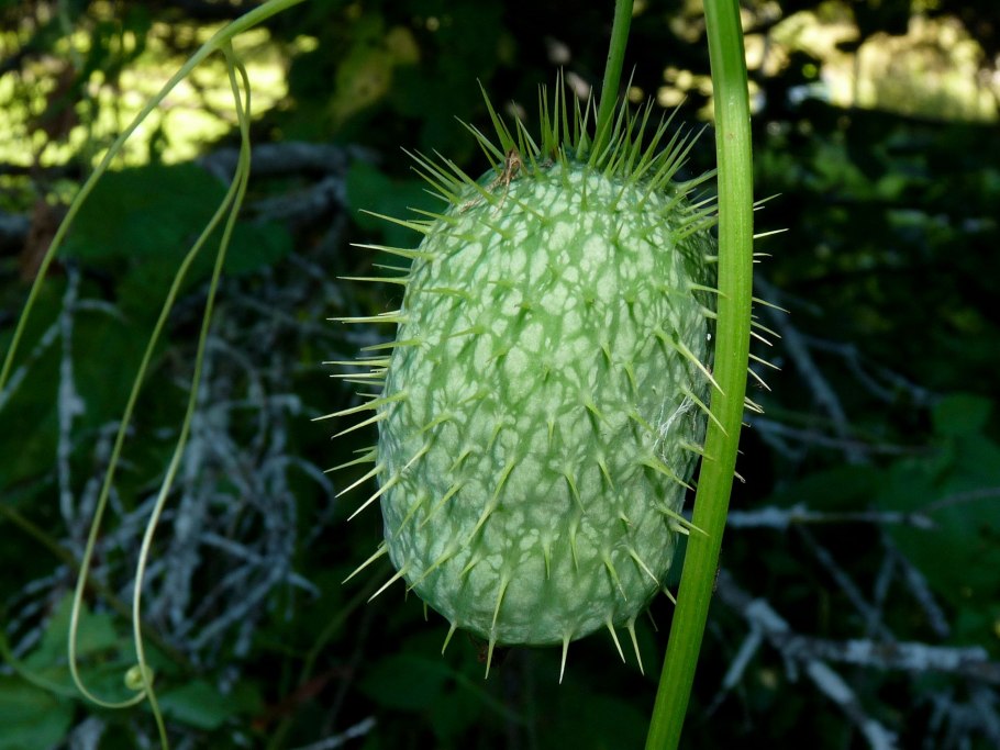 Эхиноцистис бешеный огурец