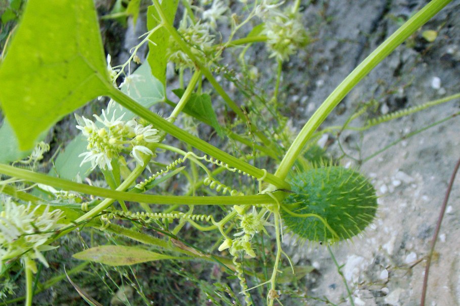 Эхиноцистис лопастной