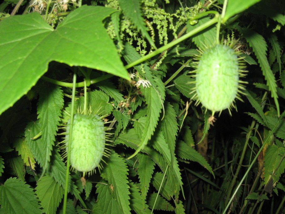 Колючка бурнаки