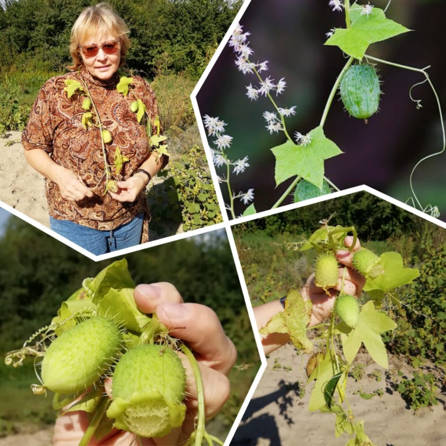 Эхиноцистис (дикий огурец)