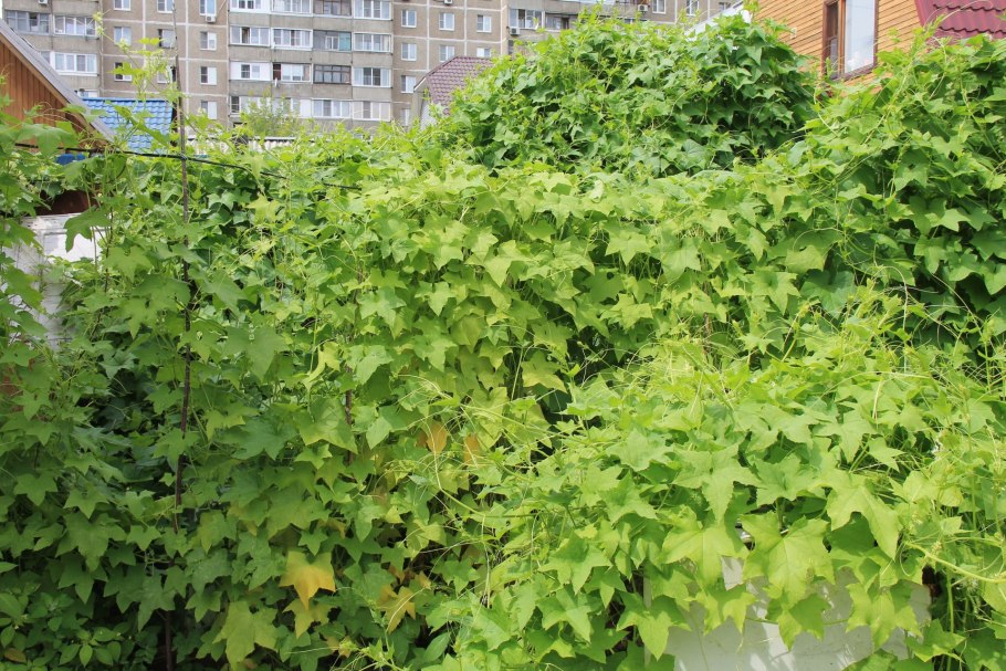 Вьюнок дикий огурец эхиноцистис