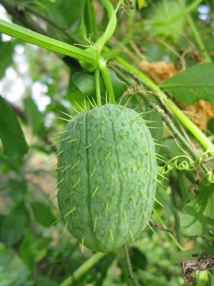 Бешеный огурец обыкновенный