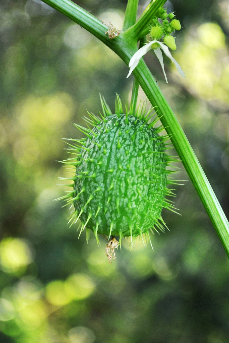 Эхиноцистис лопастный (колючеплодник)