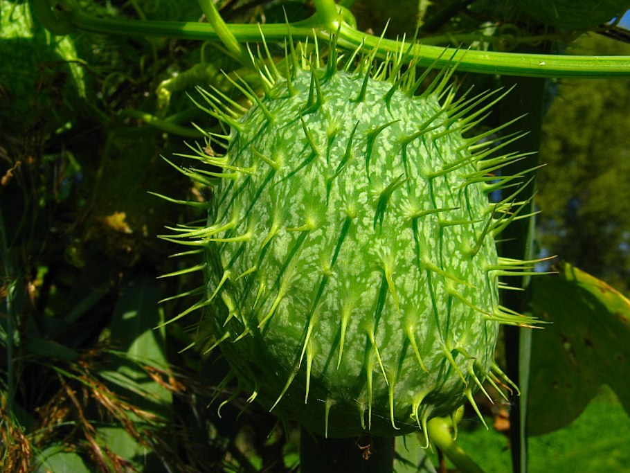 Вьюнок эхиноцистис