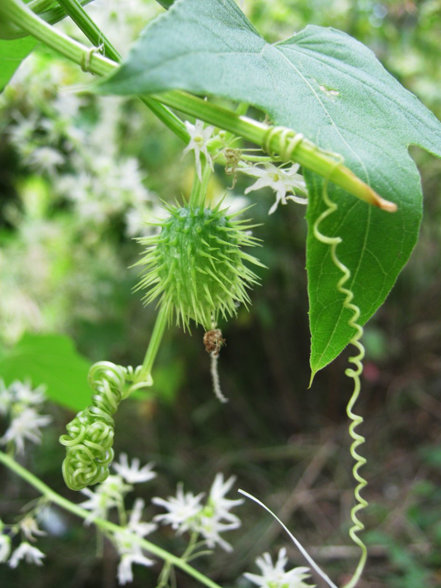 Эхиноцистис лопастный бешеный огурец