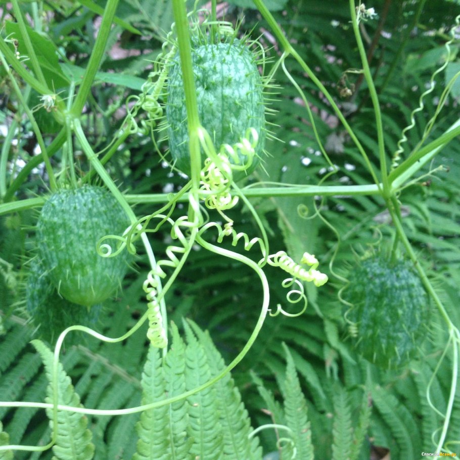 Эхиноцистис сорняк