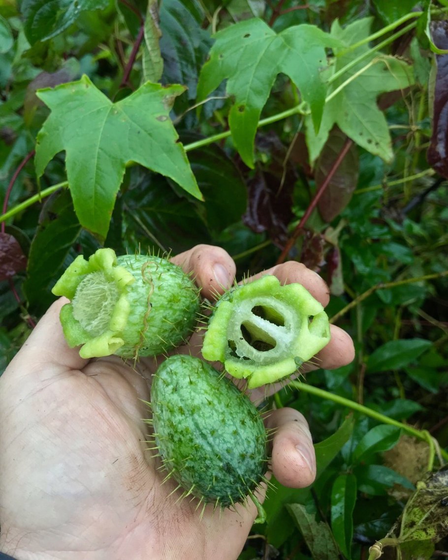 Кивано ангурия