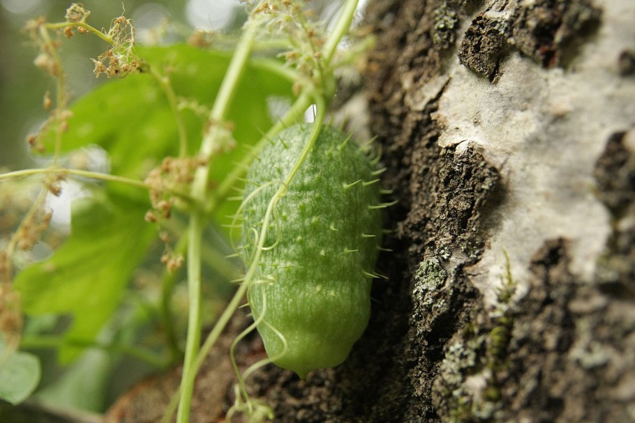 Бешеный огурец Ecballium elaterium