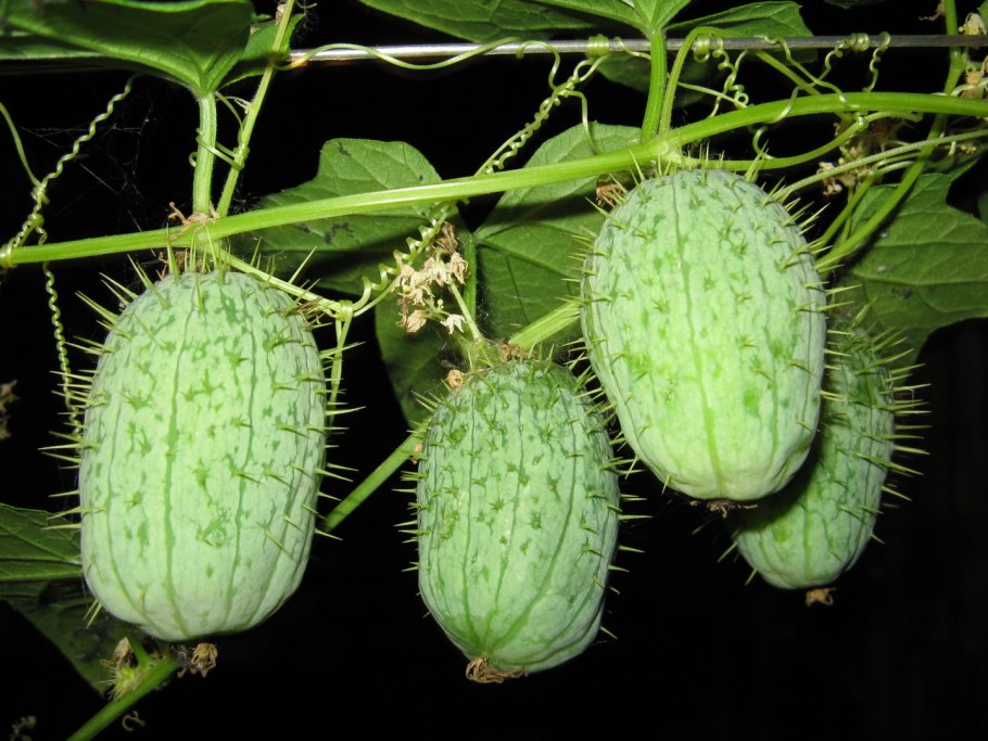 Эхиноцистис бешеный огурец