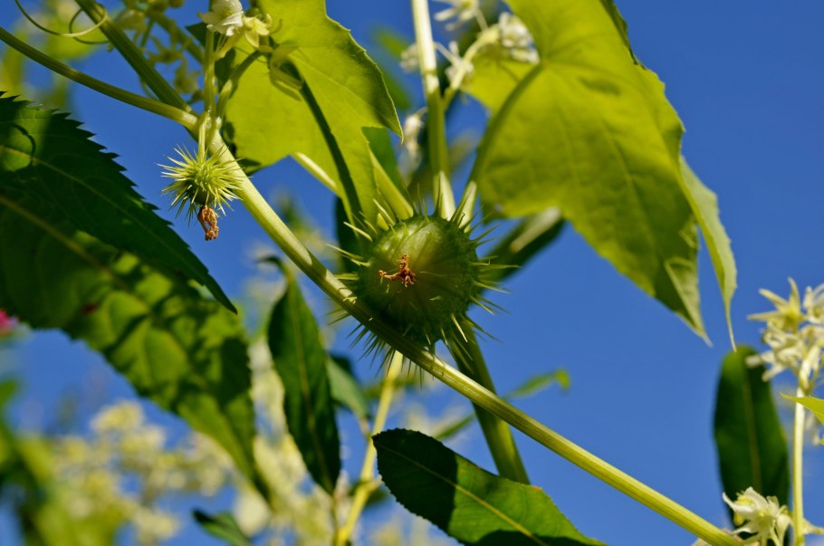 Эхиноцистис лопастный (колючеплодник)