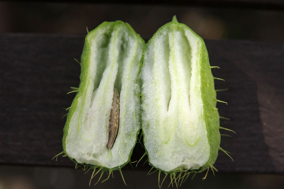 Эхиноцистис бешеный огурец