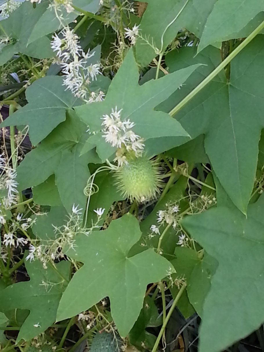 Эхиноцистис бешеный огурец