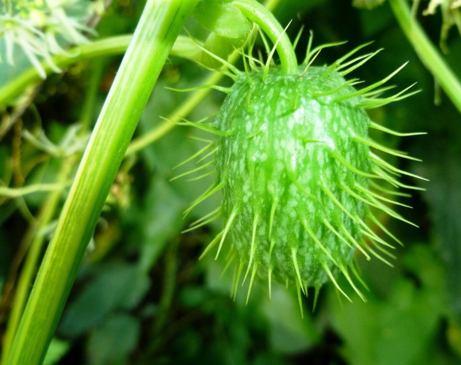 Эхиноцистис цветение