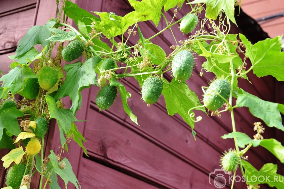 Эхиноцистис, колючеплодник