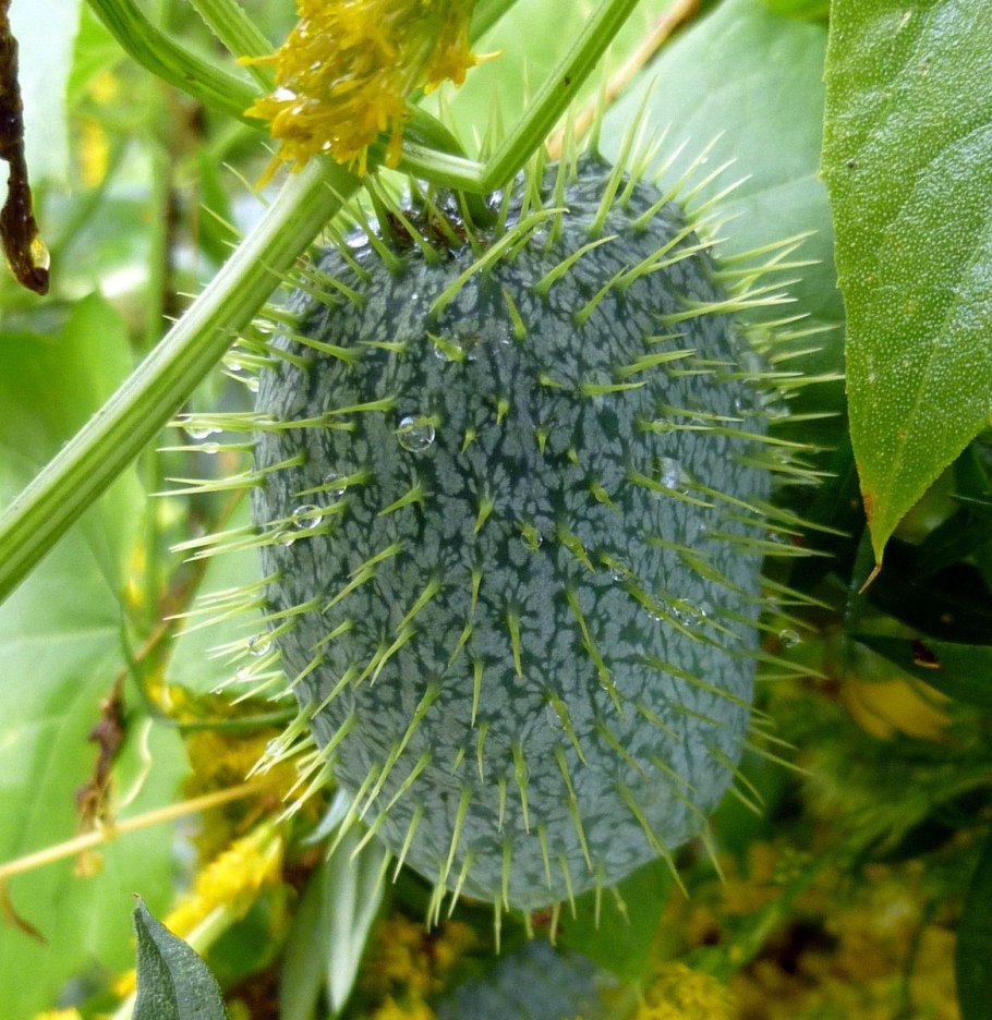 Эхиноцистис, колючеплодник