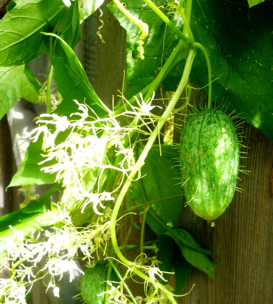 Бешеные огурцы растение
